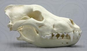 개 두개골 004 Siberian Wolf